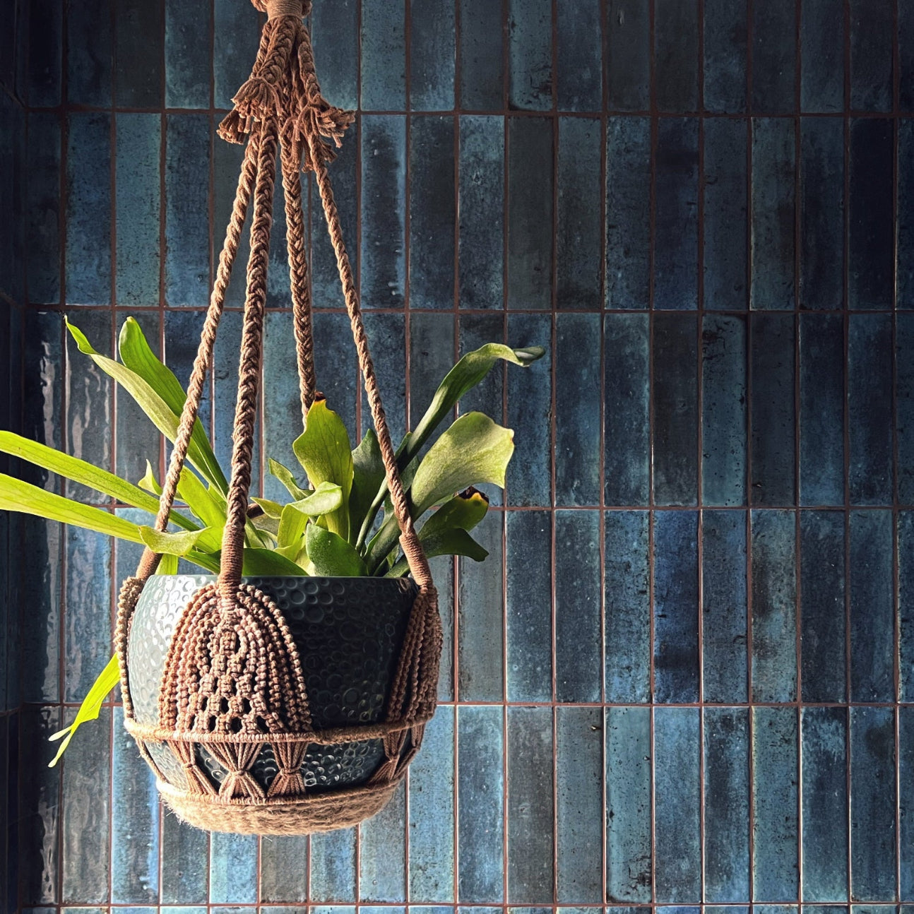 An intricate and decorative macramé plant hanger in shades of brown with a textured blue pot and leafy green plant hanging in front of a modern blue tiled wall